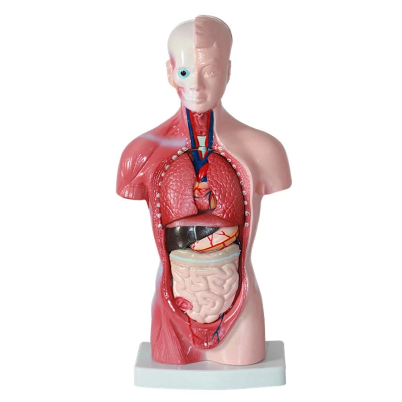 Анатомия модели человеческого туловища Анатомические внутренние органы ПВХ для обучения студентов